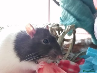 Rat rodents - Advert 1