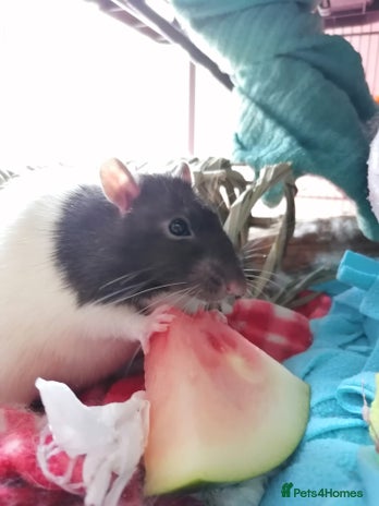 Rat rodents - Advert 1