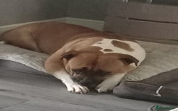 American Bulldog dogs for sale: American bulldog girl - Image 1