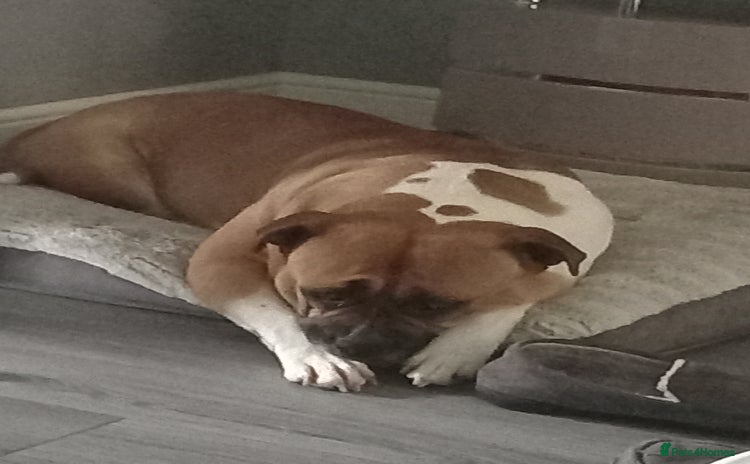American Bulldog dogs - Advert 1