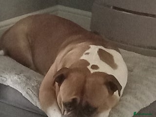 American Bulldog dogs - Advert 19