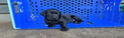 Labrador Retriever dogs for sale: Playful litter of gorgeous labradors,health tested - Advert 7