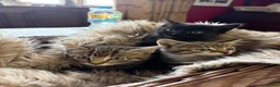 Mixed Breed cats for sale: Beautiful tabby and ghost tabby kittens  - Advert 6