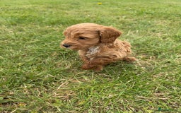 Cockapoo dogs for sale: Adorable F1B cockapoo puppies - Image 14