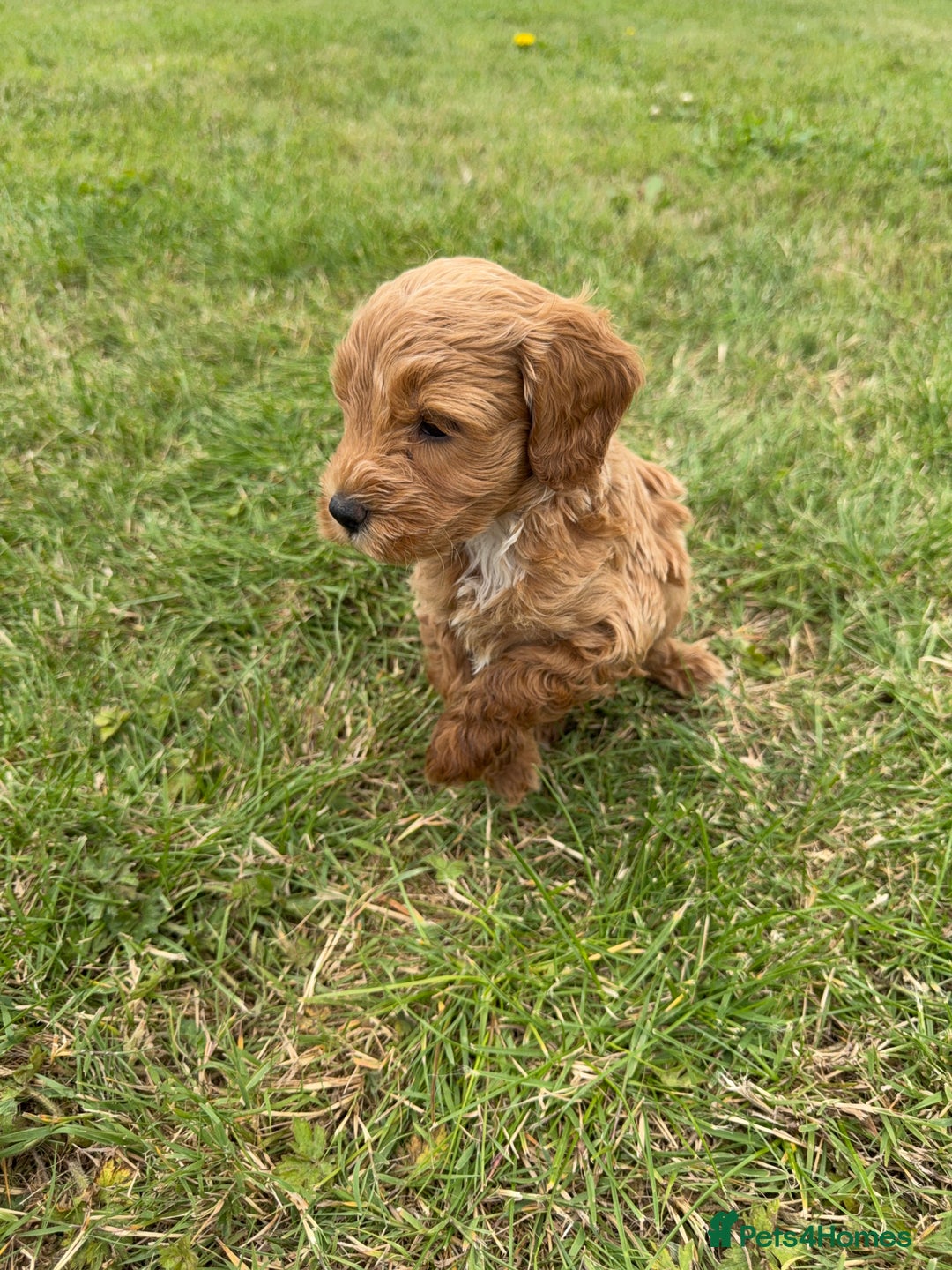 Cockapoo dogs for sale: Adorable F1B cockapoo puppies - Image 14