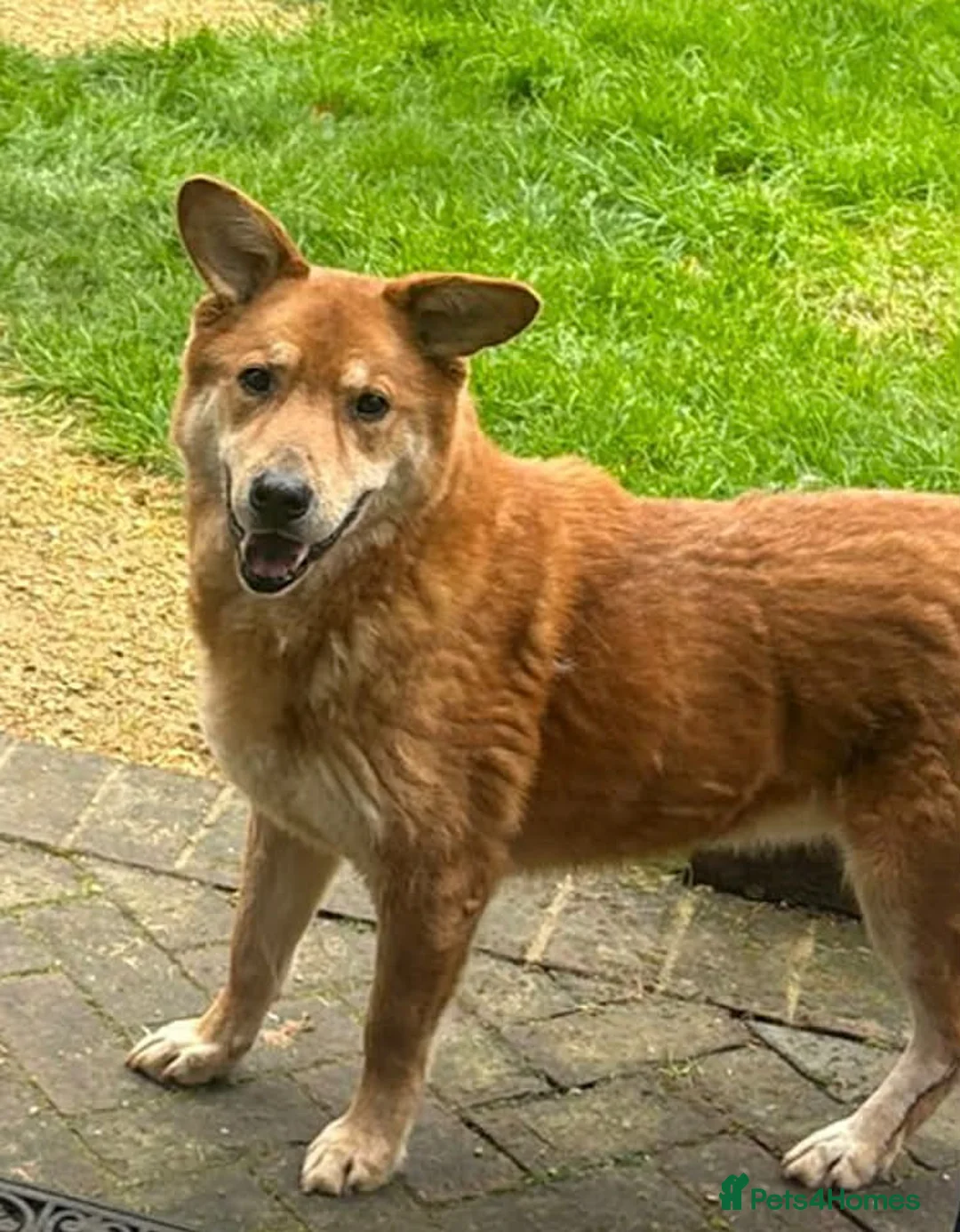 Mixed Breed dogs for adoption: Arnold: Gentle Senior Seeking a Calm Companion - Advert 3