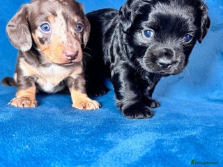 Miniature Dachshund dogs Miniature Dachshund Puppies - Advert 1