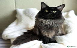 Maine Coon cats for sale: 🔔READY NOW🔔 KING-SIZE MAINE COON CUB - Image 8