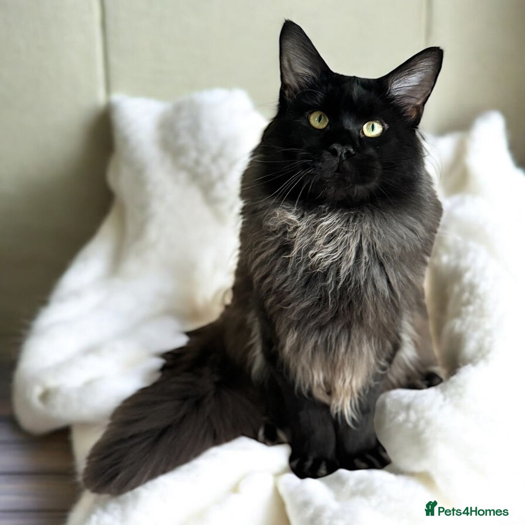 Maine Coon cats for sale: 🔔READY NOW🔔 KING-SIZE MAINE COON CUB - Image 8