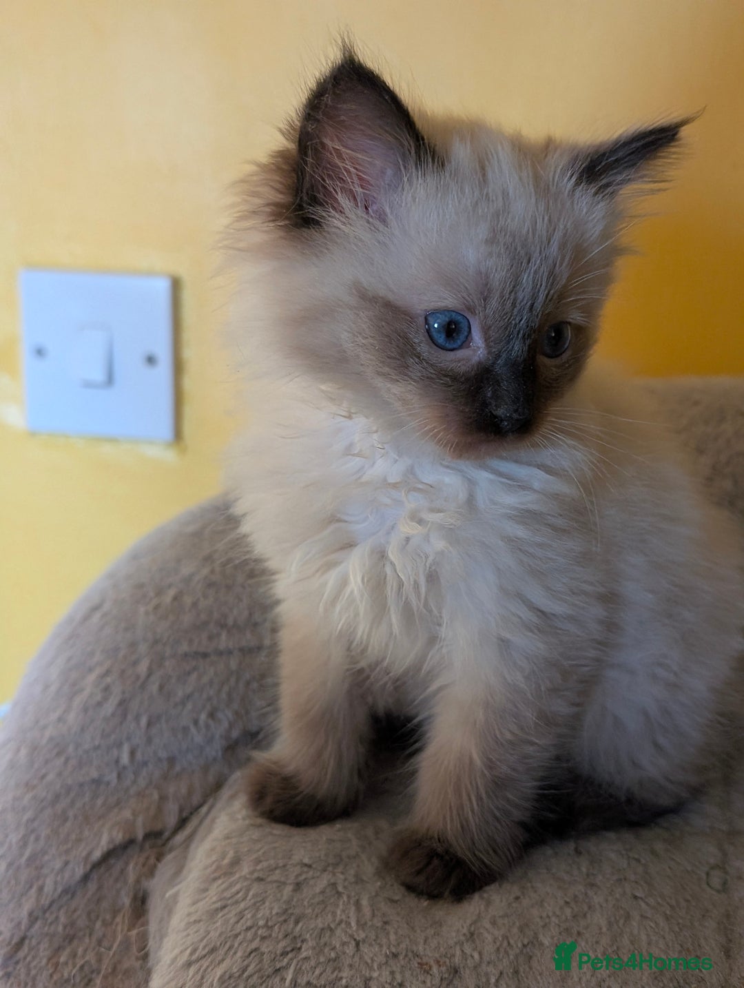 Ragdoll cats for sale: Gorgeous Ragdoll Kittens  - Advert 2