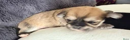 Mixed Breed dogs for sale: Malchi puppies - Advert 29