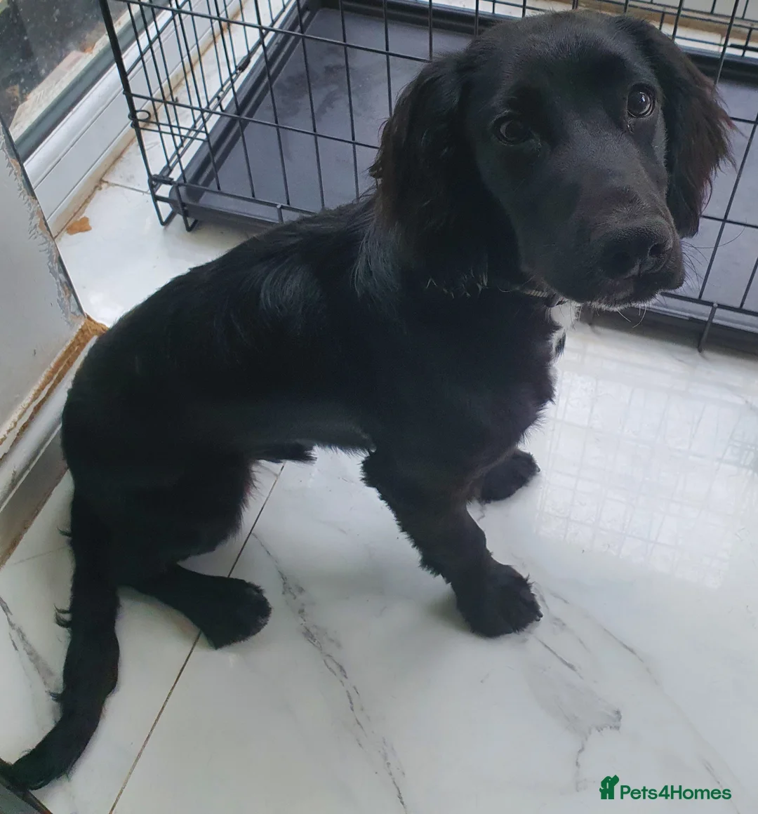 Cocker Spaniel dogs for sale: 8 month old male cocker spaniel - Advert 2