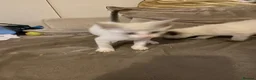 Mixed Breed cats for sale: Beautiful ragdoll cross kittens - Advert 4