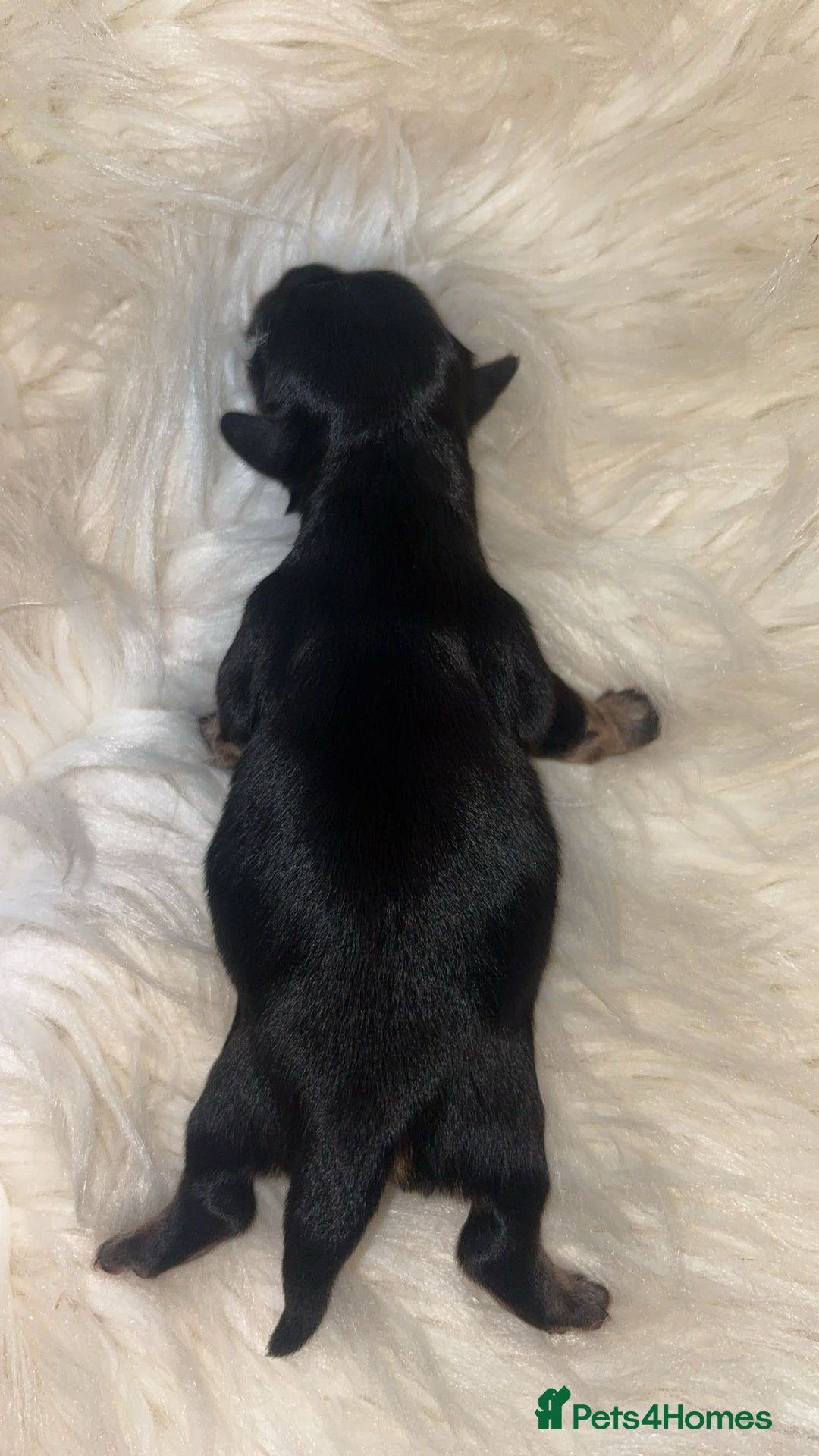 Chiweenie dogs for sale: Gorgeous Mini Dachshund X Puppies🐾 - Image 12