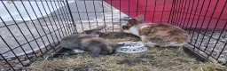 Lionhead rabbits for sale: Baby bunnies for sale - Advert 6