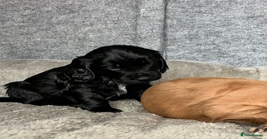 Cocker Spaniel dogs - Advert 15