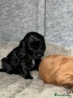 Cocker Spaniel dogs - Advert 15