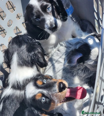 Miniature Dachshund dogs in London - Advert 5