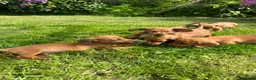 Miniature Dachshund dogs for sale: Kc reg pra clear - Advert 18