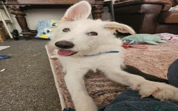 Mixed Breed dogs for adoption:  ARIEL with the bunny rabbit ears  - Image 14