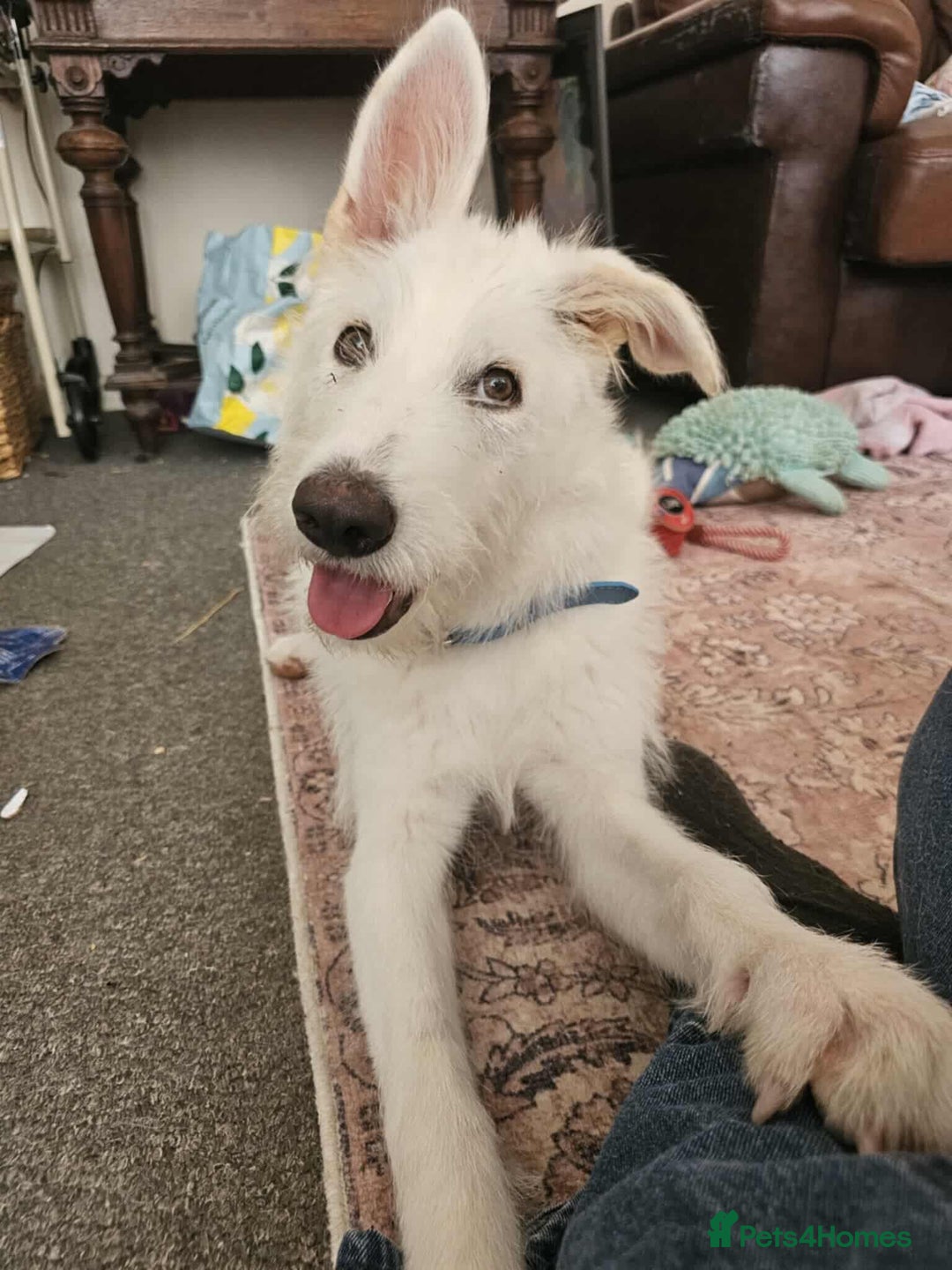Mixed Breed dogs for adoption:  ARIEL with the bunny rabbit ears  - Image 14