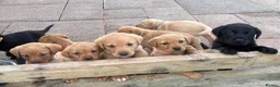 Labrador Retriever dogs for sale: Gorgeous KC  Fox Red pups for sale - Advert 6