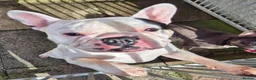 French Bulldog dogs for adoption: Quinn - In Ayr Looking for a home  - Advert 1