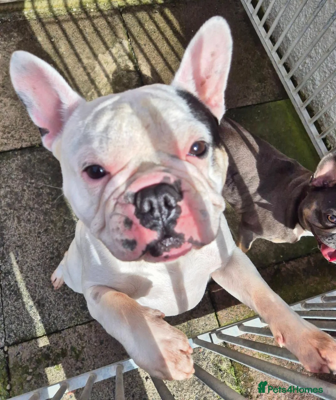 French Bulldog dogs for adoption: Quinn - In Ayr Looking for a home  - Advert 1