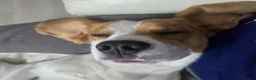 Beagle dogs for stud: Loki is our name- KC name is Fallowfield Chestnut  - Advert 3