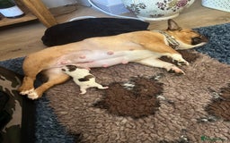 French Bulldog dogs for sale: Red pied female  - Image 13
