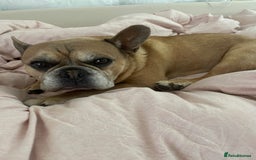 French Bulldog dogs for sale: BART is a 8yr old French bulldog - Image 3