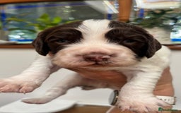 English Springer Spaniel dogs for sale: ENGLISH SPRINGER SPANIELS - Image 3