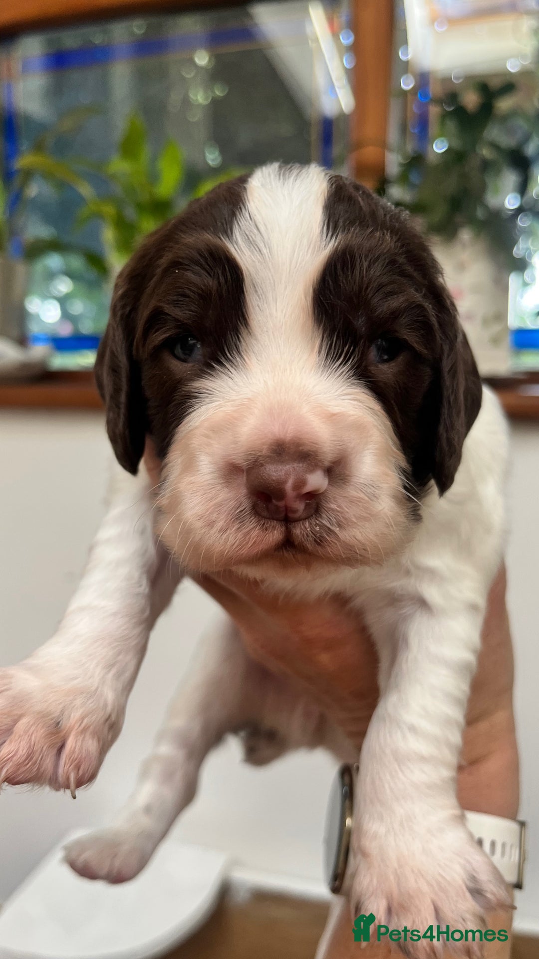 English Springer Spaniel dogs for sale: ENGLISH SPRINGER SPANIELS - Image 3