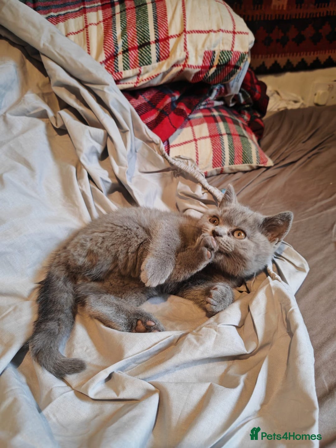 British Shorthair cats for sale: Blue/Lilac British Shorthair Kittens - Advert 13