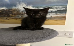 Mixed Breed cats for sale: 5 gorgeous kittens ready for their forever homes - Image 3