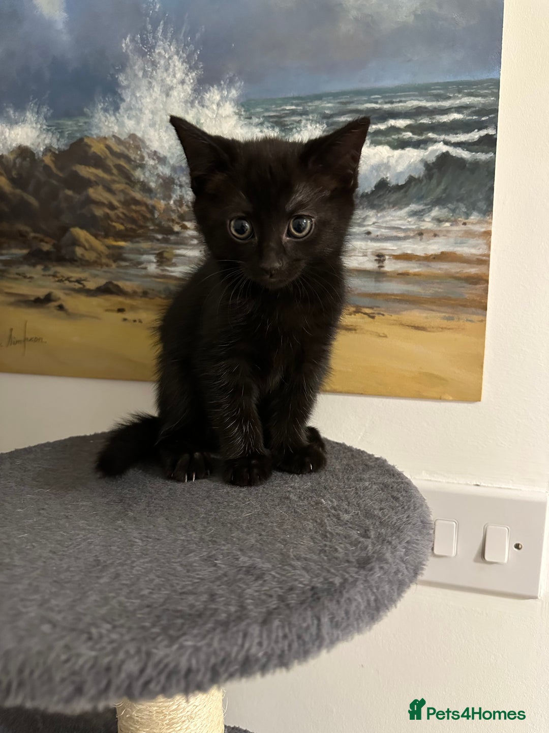 Mixed Breed cats for sale: 5 gorgeous kittens ready for their forever homes - Image 3