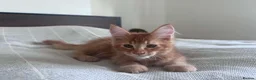 Maine Coon cats for sale: Purebred Maine Coon Kittens, TICA registered - Advert 14