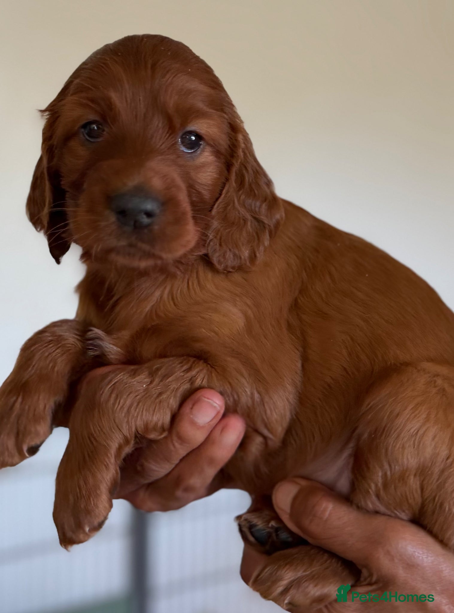 Irish Setter dogs Quality IRISH SETTER Puppies - Advert 2