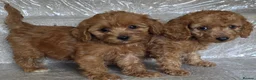 Cockapoo dogs for sale: Cockapoo Puppies - Ready Now - Advert 10