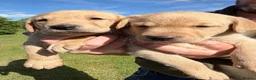 Labrador Retriever dogs for sale: Adorable Labrador puppies for sale in Ludlow - Advert 21