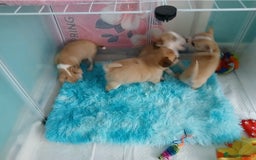 Chihuahua dogs for sale: I am looking for a loving home for my puppies  - Image 2
