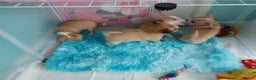 Chihuahua dogs for sale: I am looking for a loving home for my puppies  - Advert 2