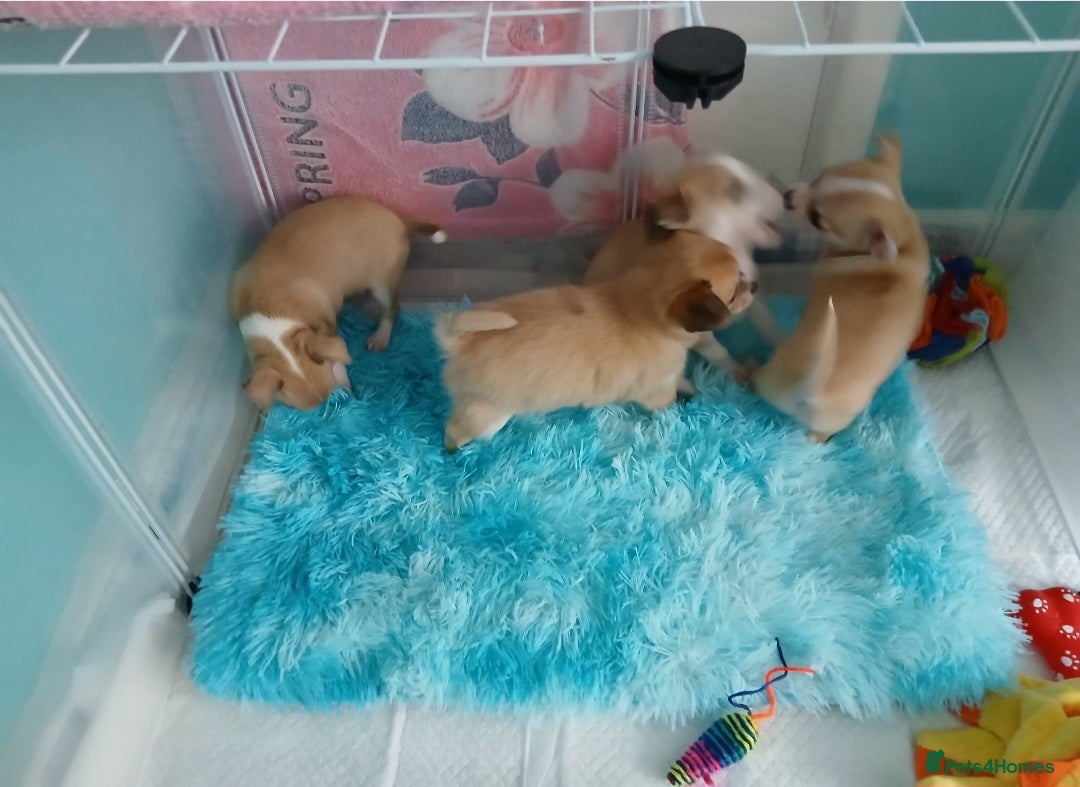 Chihuahua dogs for sale: I am looking for a loving home for my puppies  - Image 2