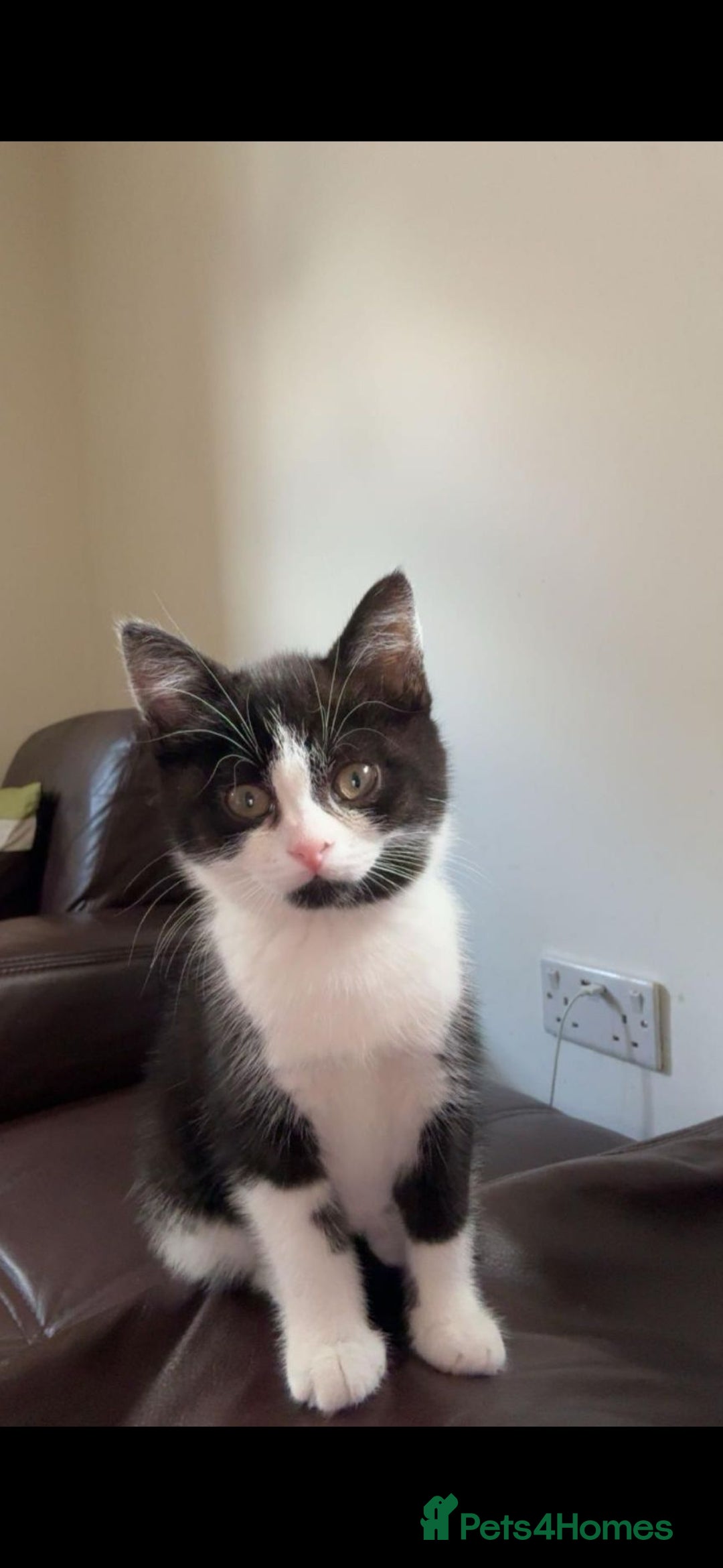 Mixed Breed cats Beautiful girl ready for her new home - Advert 10