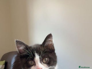 Mixed Breed cats Beautiful girl ready for her new home - Advert 1