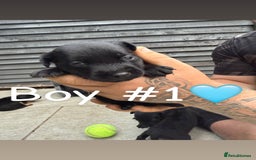 Patterdale Terrier dogs for sale: Patterdale terrier puppies for sale  - Image 6