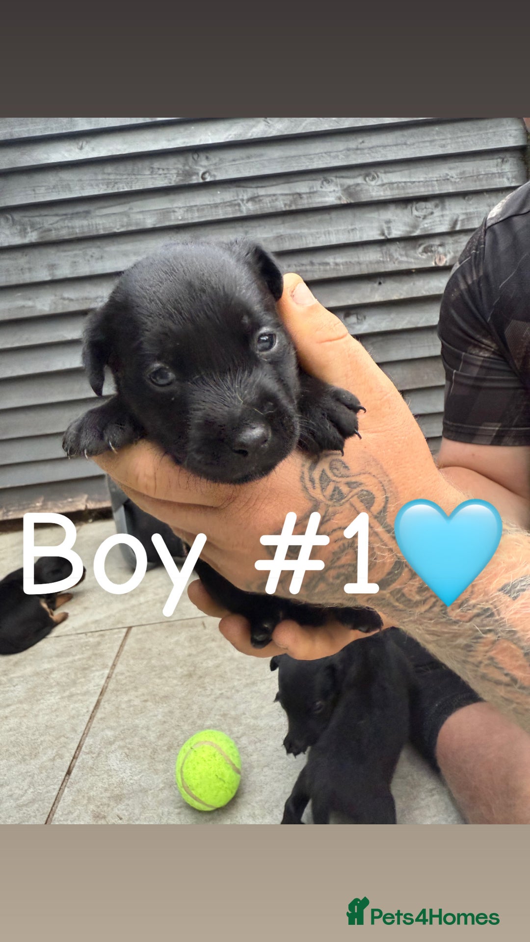 Patterdale Terrier dogs for sale: Patterdale terrier puppies for sale  - Image 6