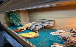 Bearded Dragon reptiles for sale: Bearded dragon - Advert 2