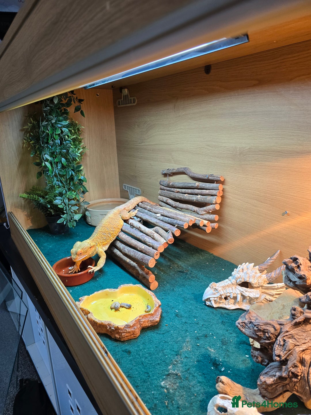 Bearded Dragon reptiles for sale: Bearded dragon - Advert 2