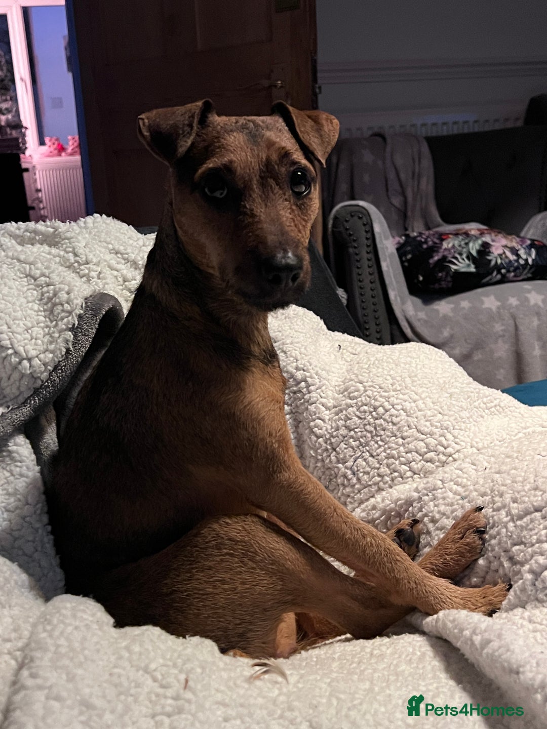 Patterdale Terrier dogs for sale: Patterdale girl  - Advert 4